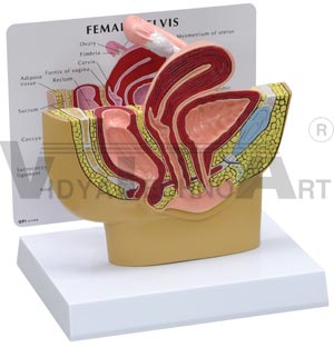 Female Pelvis